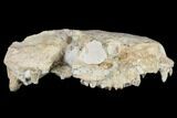 Oreodont (Merycoidodon) Partial Skull - Wyoming #113030-2